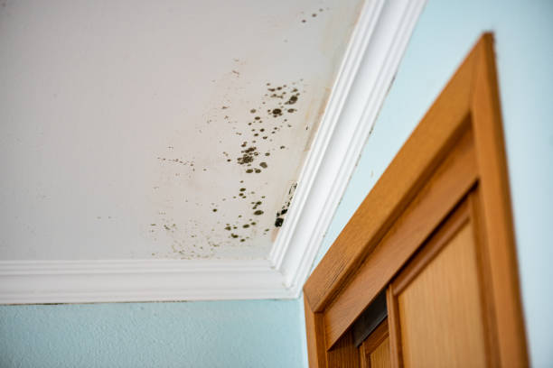 Best Mold Testing  in Festus, MO