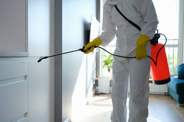 Best Office Mold Removal Services  in Festus, MO
