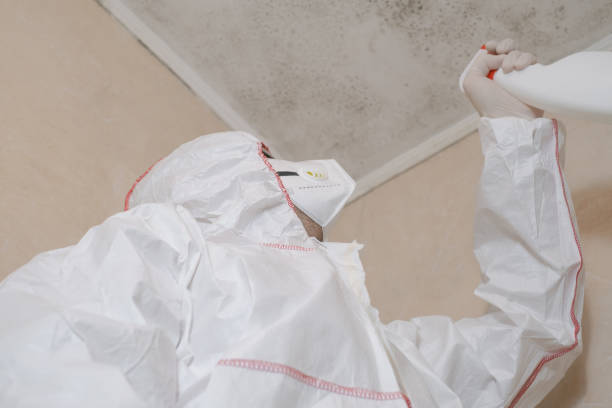 Professional Mold Removal in Festus, MO
