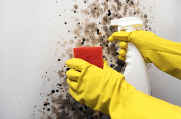 Home Mold Removal in Festus, MO